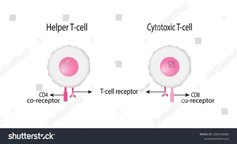 T Cell Helper T Cell Cytotoxic Stock Vector Royalty Free