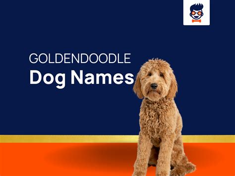 1115+ Goldendoodle Names That Fits Like a Pawfect Puzzle Piece!