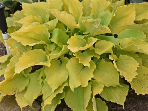 Echo the Sun PPAF Hosta – NH Hostas