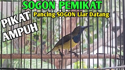 Suara Burung Sogok Ontong Asli Yang Ampuh Untuk Pancingan Dan Pikat