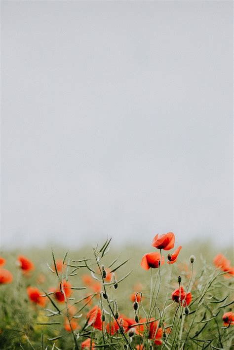 Field poppy flowers. Visit Kaboompics | Premium Photo - rawpixel