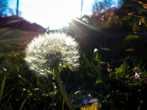 Wallpaper Flower Flora Plant Dandelion Spring Sunlight Grass Sky Wildflower Computer