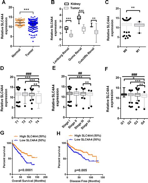 MiR 223 3p Promotes Cell Proliferation And Metastasis By Downregulating