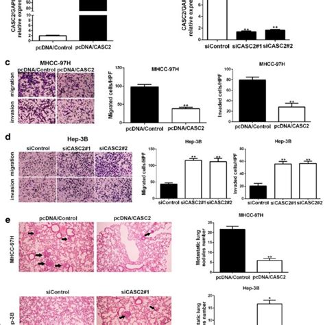 CASC2 Inhibited Migration And Invasion Of HCC Cells Both In Vitro And