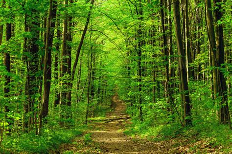 Contes de la forêt | Café - Librairie - Cave à vin | Les Espelines | Vassieux-En-Vercors