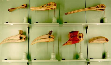 Seven Bird Skulls By Curious Expeditions Bird Skull Owl Bird