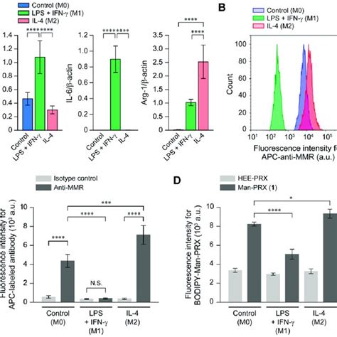 A mRNA expression levels of TNF α IL 6 and Arg 1 in RAW 264 7 cells