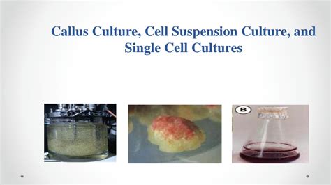 SOLUTION Callus Plant Cell Suspension Culture And Single Cell Culture