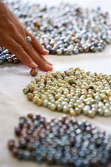 J Hunter Pearls Harvested From Savusavu Bay Farm Fiji Pearls