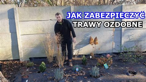 Jak Przykrywa Trawy Ozdobne Na Zim Zabezpieczanie Traw Ozdobnych