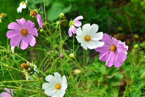 Belas Flores Cosmos Em Um Cosmos Branco E Rosa De Jardim Foto De Stock