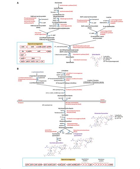 Biosynthetic Pathways Reactions Kegg Metacyc Biocyc And Download Scientific Diagram