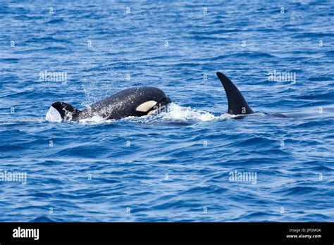 Orca Or Killer Whale Orcinus Orca Feeding Near The Boats Of Moroccan