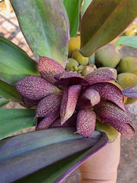 Bulbophyllum Cruentum X Phalaenopsis Furniture Home Living