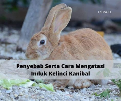 Penyebab Serta Cara Mengatasi Induk Kelinci Kanibal Fauna Id