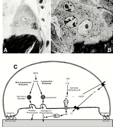 Figure 4. [Osteoclasts and the Mechanism of...]. - Endotext - NCBI ...