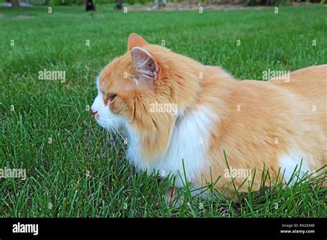 Felis Catus Hi Res Stock Photography And Images Alamy