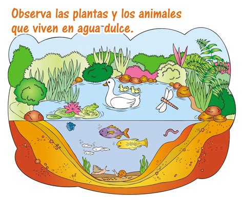 Ecosistema Acuático De Agua Dulce Escolar Abc Color