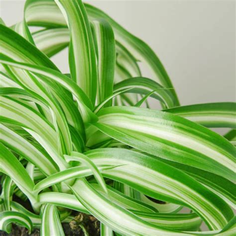 Bonnie Spider Plant Plant Addicts
