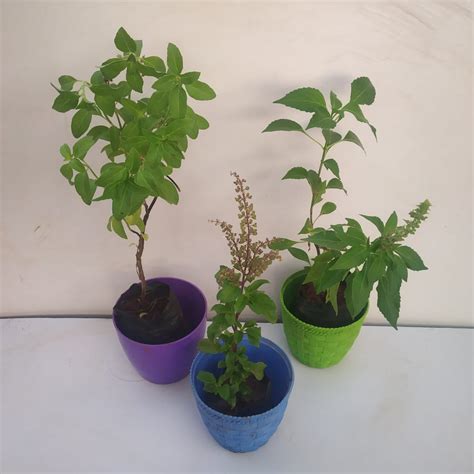 Tulsi Plant Combo NurseryBuy