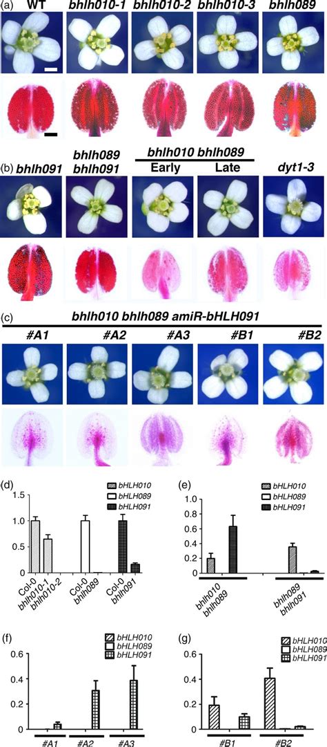 The Dyt1‐interacting Proteins Bhlh010 Bhlh089 And Bhlh091 Are Redundantly Required For