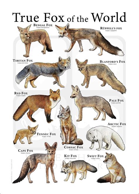 True Foxes Of The World Poster Print Etsy Canada Fox Species