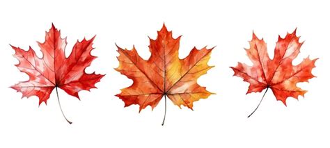 Premium Ai Image Canada Maple Leaf Watercolor Ai Generated Canadian