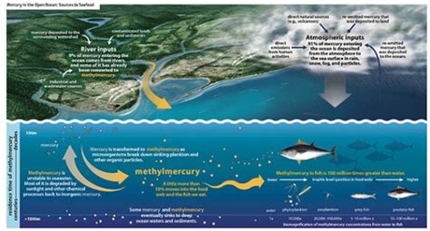 Confronting Mercury Contamination In The Environment Dartmouth