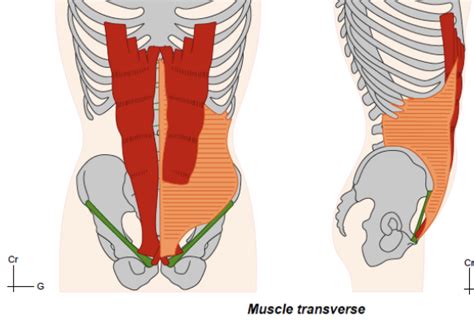 Rapport Muscle Transverse Et Muscle Droit UE5 Anatomie Tutorat