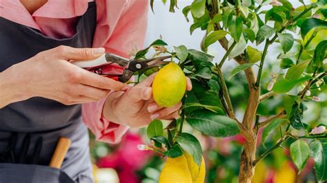 How And When To Harvest Lemons From Your Fruit Tree