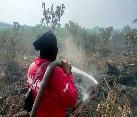 Kerap Diguyur Hujan Bmkg Hotspot Riau Sudah Nihil Sumber