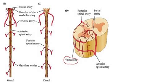 Menegaz Arterial Supply Of Spinal Cord And Venous Drainage Flashcards