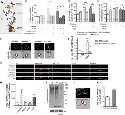 Presynaptic Accumulation Of Ubiquitinated Conjugates Is Required And