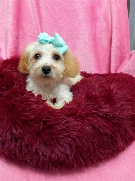 Ch Opiec Maltipoo Malta Czyk Pudel Toy Warszawa Mokot W Olx Pl