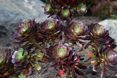 The Cyclops Aeonium Hybrid A Bold Blend Of Succulent Superstars