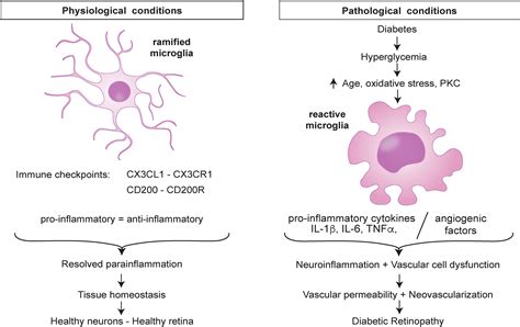 Frontiers Microglia And Inflammatory Responses In Diabetic Retinopathy