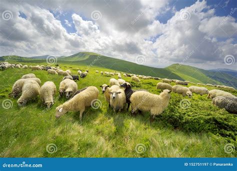 A Flock Of Sheep On A Mountain Stock Image Image Of Green Lamb