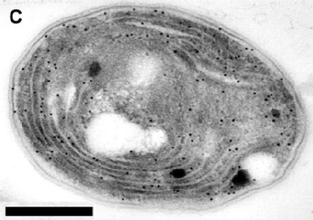 Electron Micrographs Of Cyanobacteria In Picture A Synechococcus