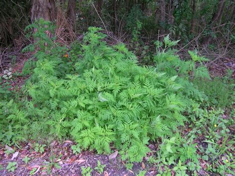 Ambrosia artemisiifolia (American Wormwood, Bitterweed, Blackweed ...