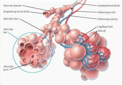 Respiratory System Basicmedical Key