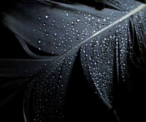 25 Beautiful Black Wallpapers Love Communication