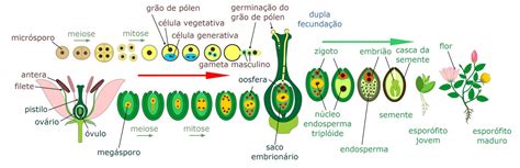 Angiospermas Características Reprodução Estrutura Biologia Infoescola