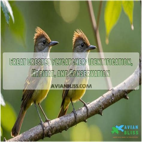Great Crested Flycatcher Identification Habitat And Conservation
