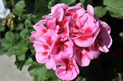 Pelargonium Zonale Savannah Pink Mega Splash Gardenhouse Sk