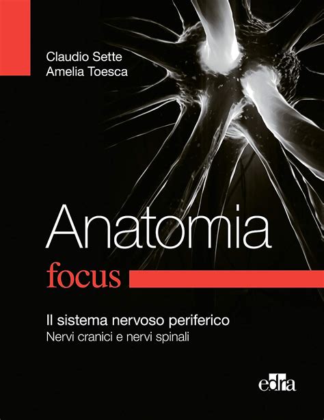 Anatomia Focus Il Sistema Nervoso Periferico Nervi Cranici E Nervi