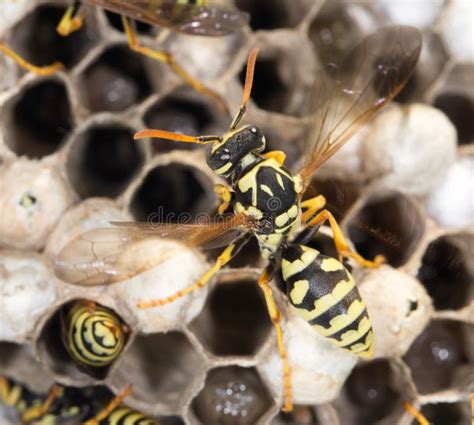 Wasp nest stock photo. Image of insects, wasps, creature - 104179242