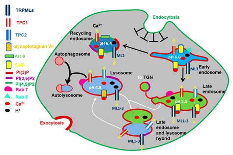 Cancers Free Full Text Endolysosomal Ca2 Signalling And Cancer