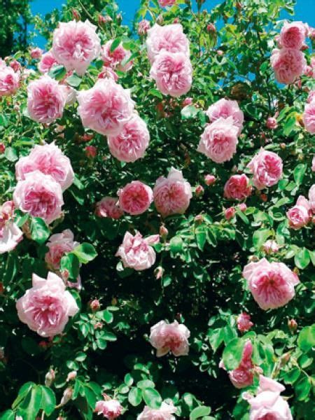 Voici Un D Ferlement De Fleurs Estivales Aux Senteurs De Pomme L Un