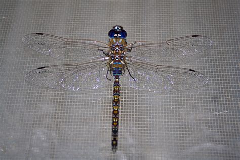 Female Dragonflies Will Fake Their Death To Avoid Unwanted Sexual Advances