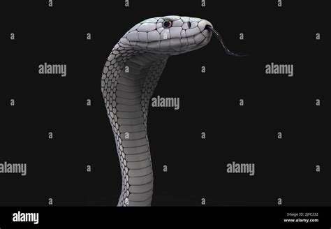 3d Illustration Of Albino King Cobra Snake Isolated On Black Background